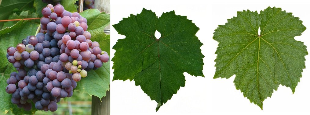 Shiroka Melnishka-Traube-Blatt